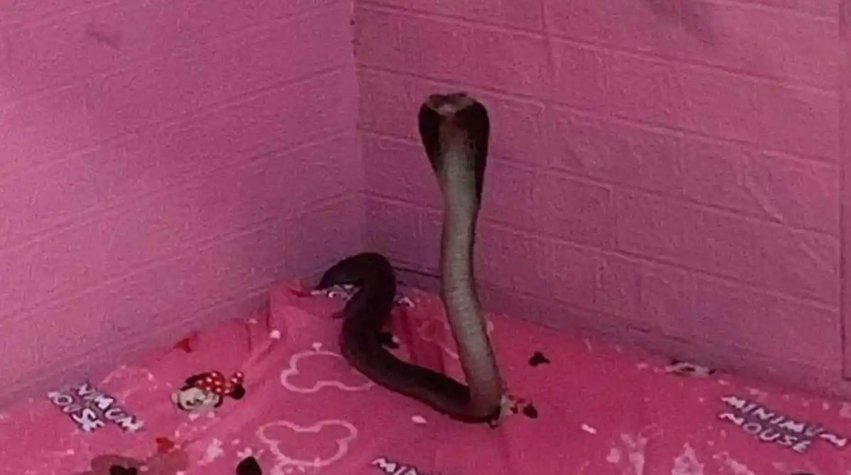 Thumbnail artikel Cara Aman Mencegah Ular Kobra Masuk ke Dalam Rumah - Berita & Artikel Rumah Sidoarjo